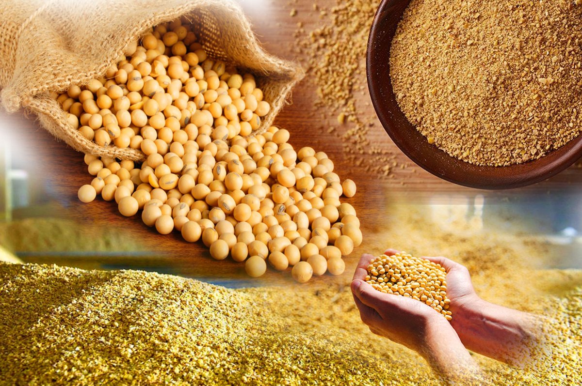 Top 10 Soya Doc exporters in India