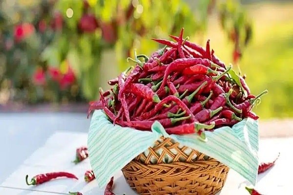 India’s Position in the Global Dry Chilli Export Market